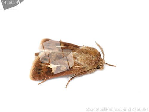 Image of Antler moth