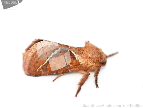 Image of Triodia sylvina