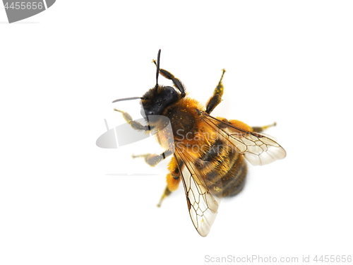Image of Solitary bee