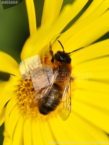 Image of Red mason bee