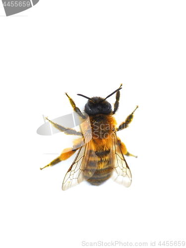 Image of Solitary bee