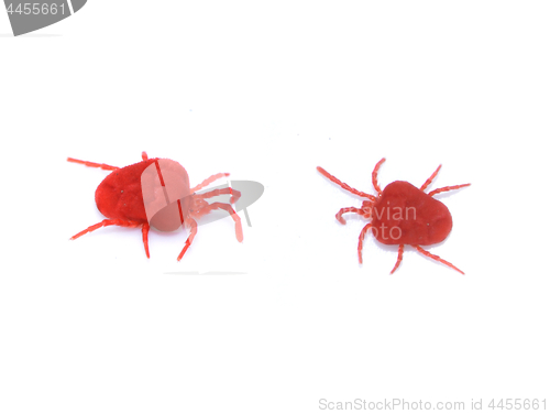 Image of Red mites