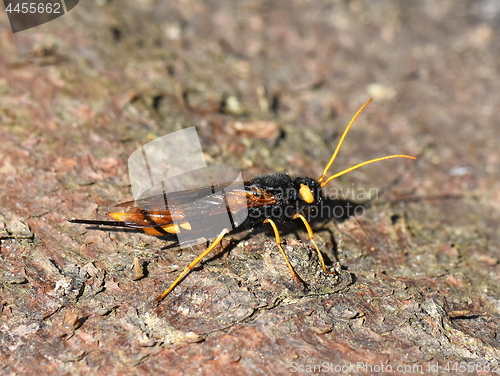Image of Giant wood wasp