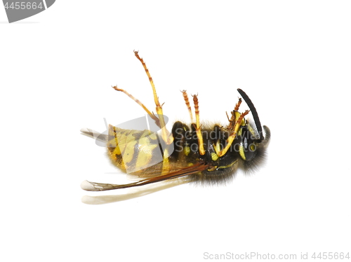 Image of Dead wasp