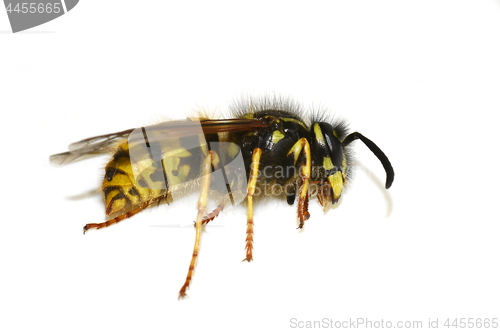 Image of Dead wasp