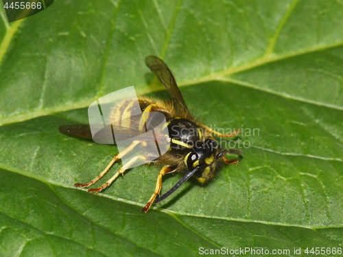 Image of Stinging wasp