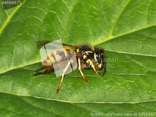 Image of Stinging wasp