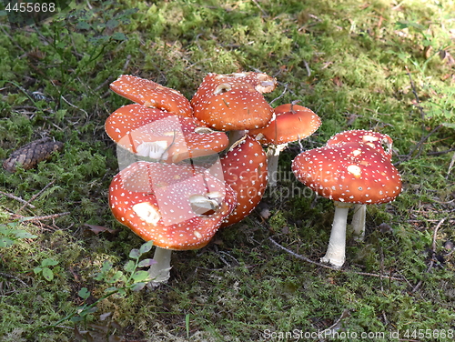 Image of Fly agaric