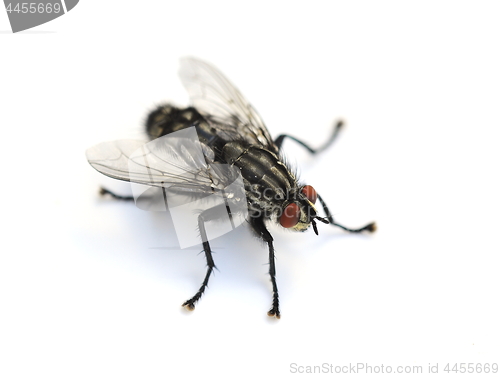Image of Common housefly