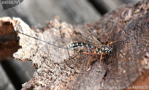 Image of Sabre wasp