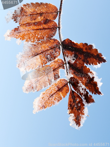 Image of Rime on leaf