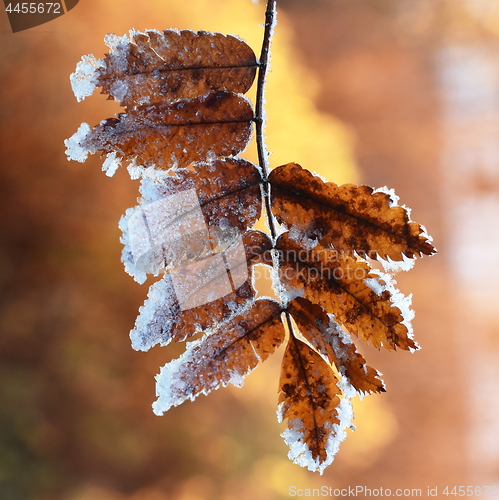 Image of Rime on leaf