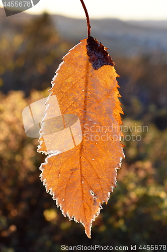 Image of Rime on leaf