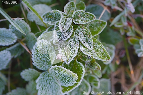 Image of Frozen leaves with frost