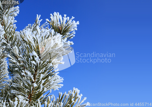 Image of fir tree with hoarfrost l