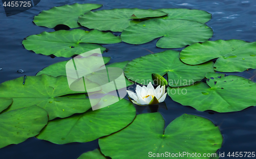 Image of White Water Lily Flower With Leaves On The Water Surface