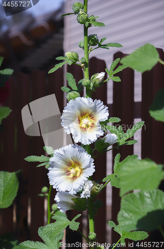 Image of Hollyhock or Malva Flower In The Garden Closeup