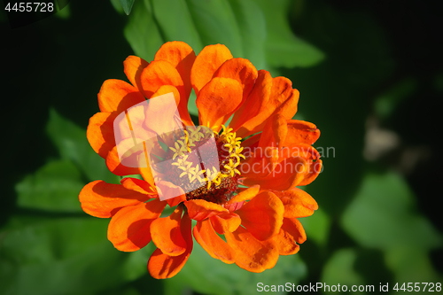 Image of Orange Zinnia Flower In The Garden Close-up