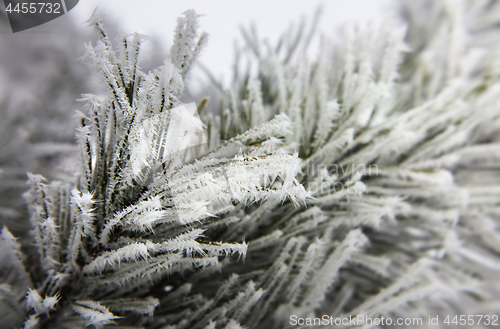 Image of fir tree with snowflakes