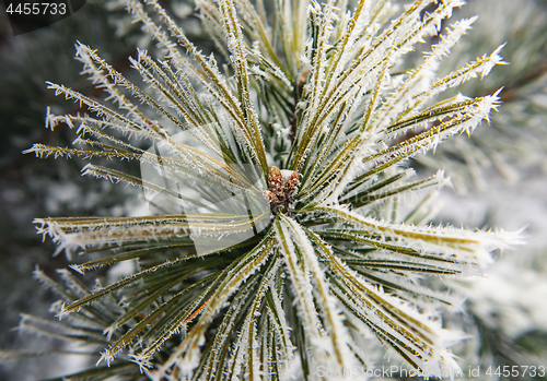 Image of part of fir tree with snowflakes