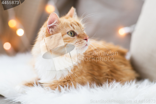 Image of red tabby cat on sofa with sheepskin at home