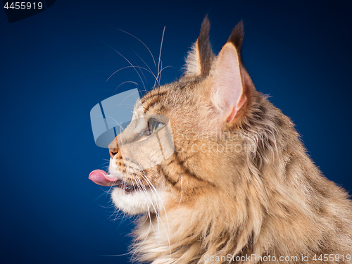 Image of Portrait of Maine Coon cat