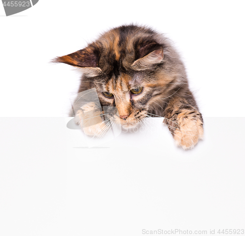 Image of Maine Coon cat with blank