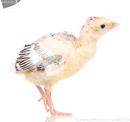 Image of Little chicken turkey