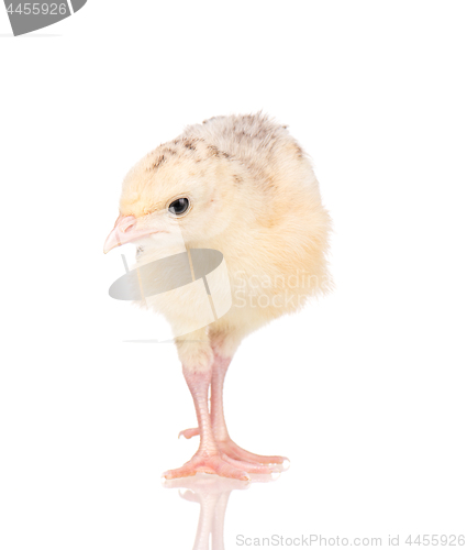 Image of Little chicken turkey