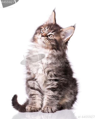 Image of Maine Coon kitten on white