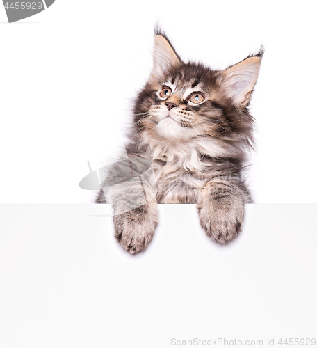 Image of Maine Coon kitten with blank