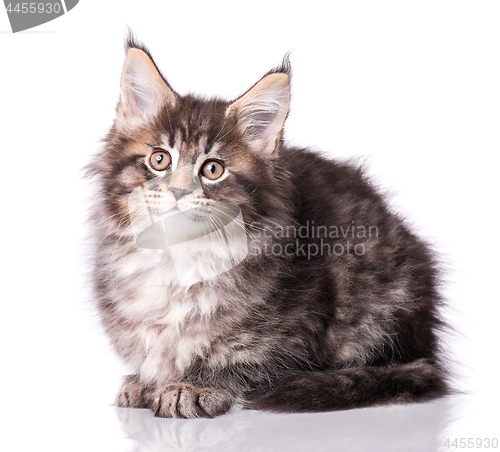 Image of Maine Coon kitten on white