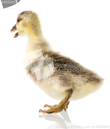 Image of Cute newborn gosling