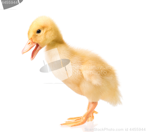 Image of Cute newborn duckling