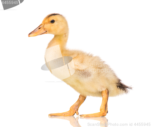 Image of Cute newborn duckling