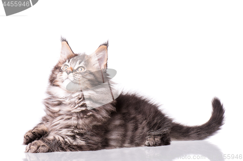 Image of Maine Coon kitten on white