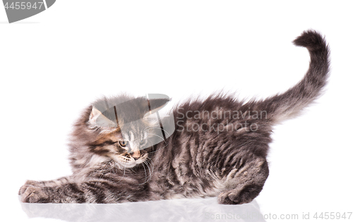 Image of Maine Coon kitten on white