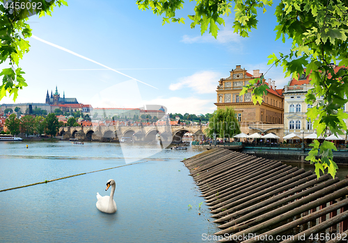 Image of Swan near Charles bridge