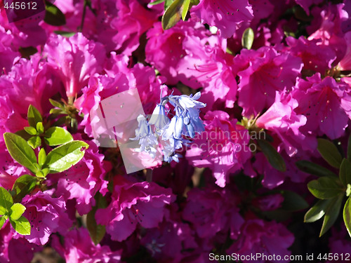 Image of Pink Rhododendrons and Blue Bells