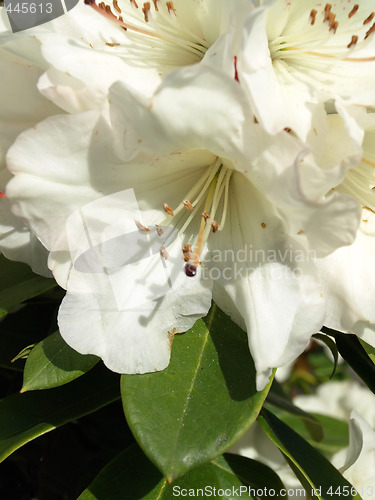 Image of White Rhododendron