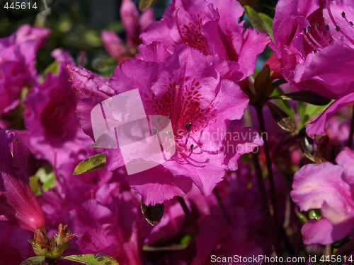 Image of Pink Rhododendron Flowers