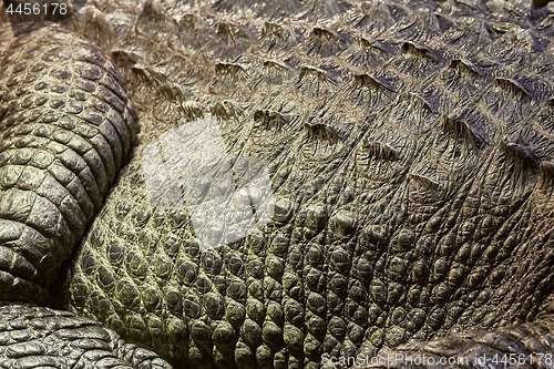 Image of Crocodile detail closeup