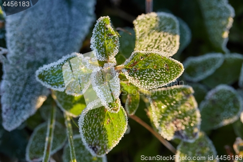 Image of Frozen leaves with frost