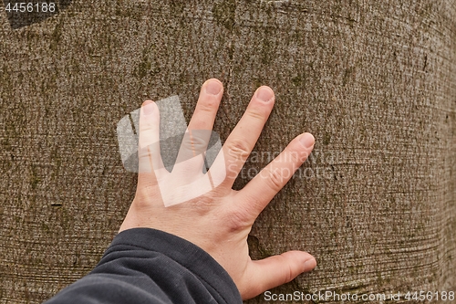 Image of Tree Trunk Closeup