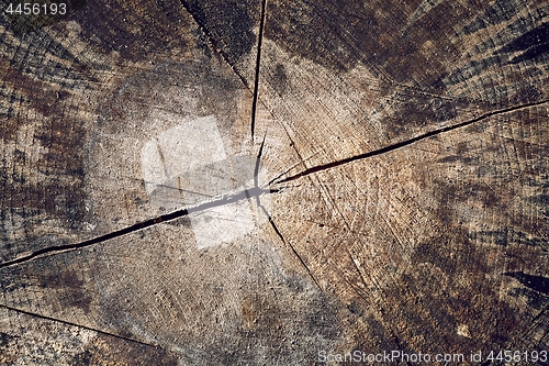 Image of Tree trunk texture