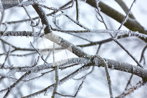 Image of Icy Frosted Branches