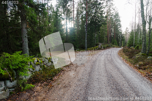 Image of Gravel road through the woods