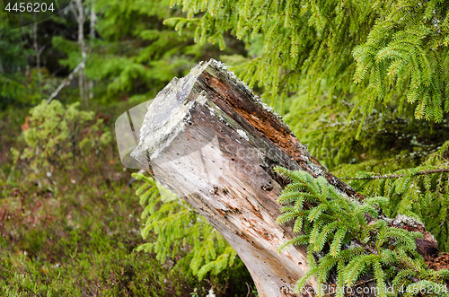 Image of Old rotten tree stump