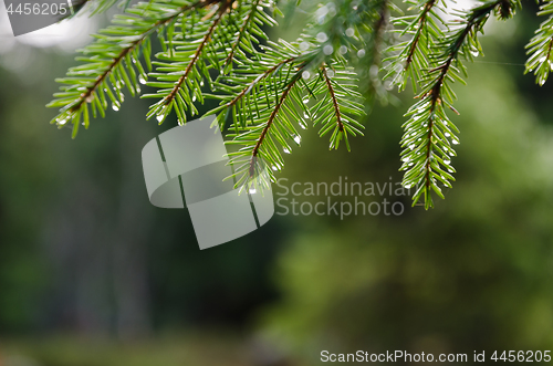 Image of Fresh spruce twig with droplets