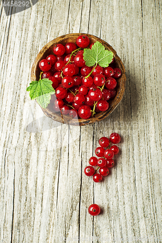 Image of Red currant berries